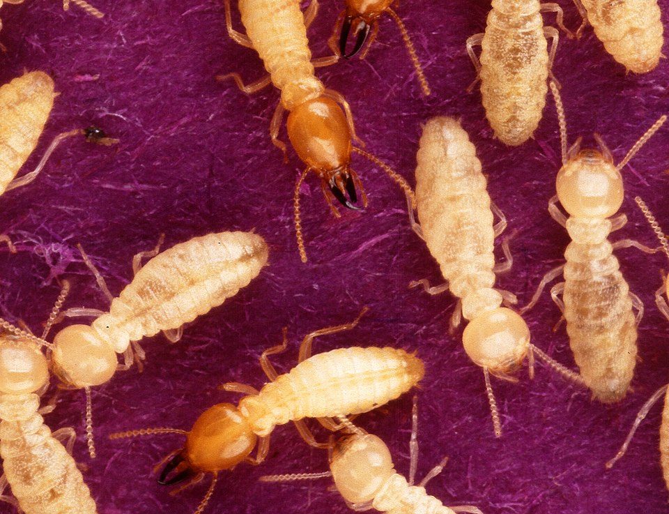 960px coptotermes formosanus shiraki usgov k8204 7