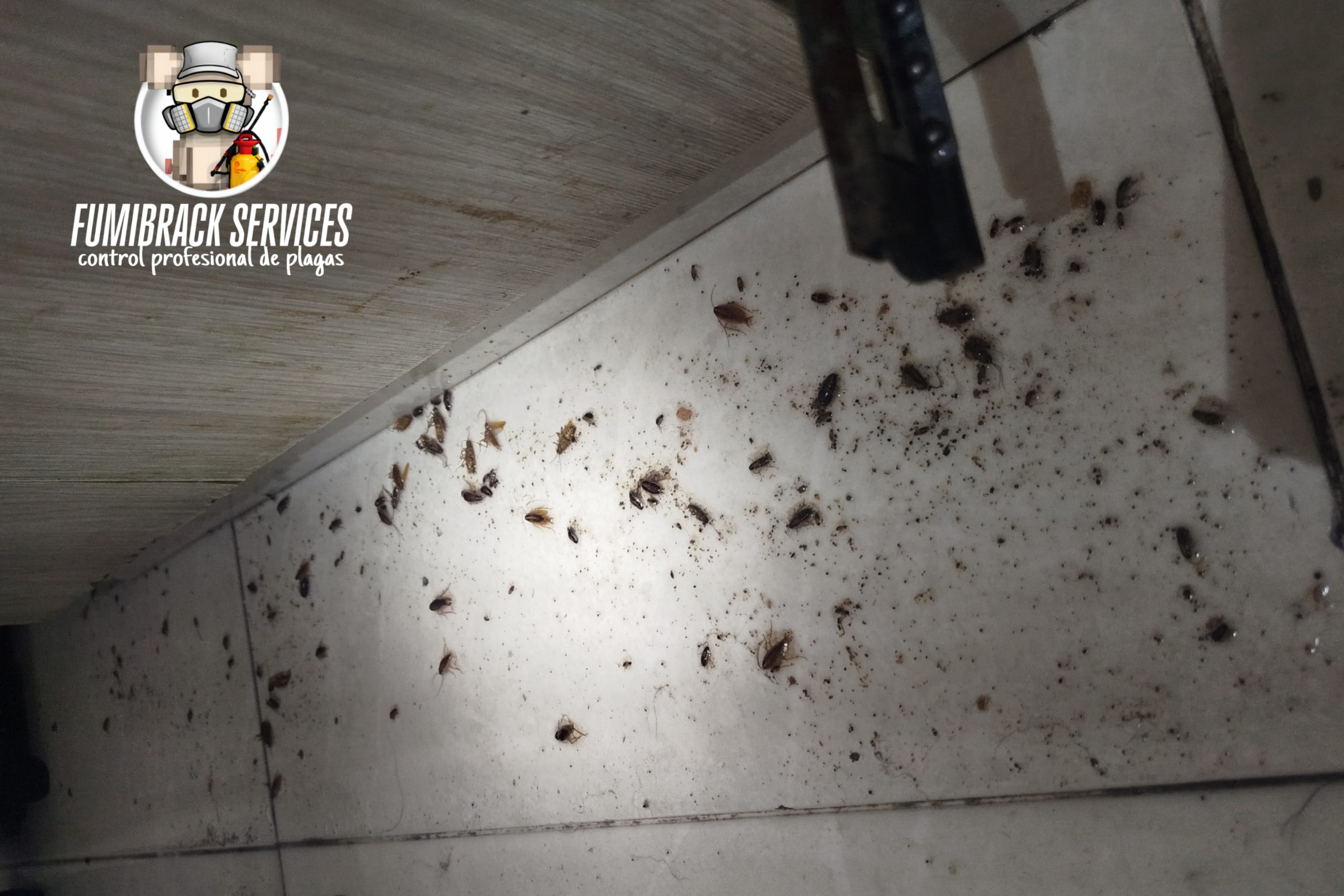 empresas de fumigaciones en bucaramanga5